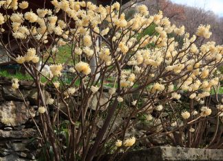 Plants to raise the winter spirits