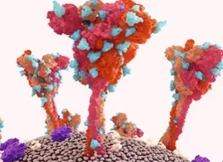 The Diverse Roles of T Cells in Immune Responses